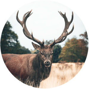 behangcirkel-Red-Stag-1000px.png