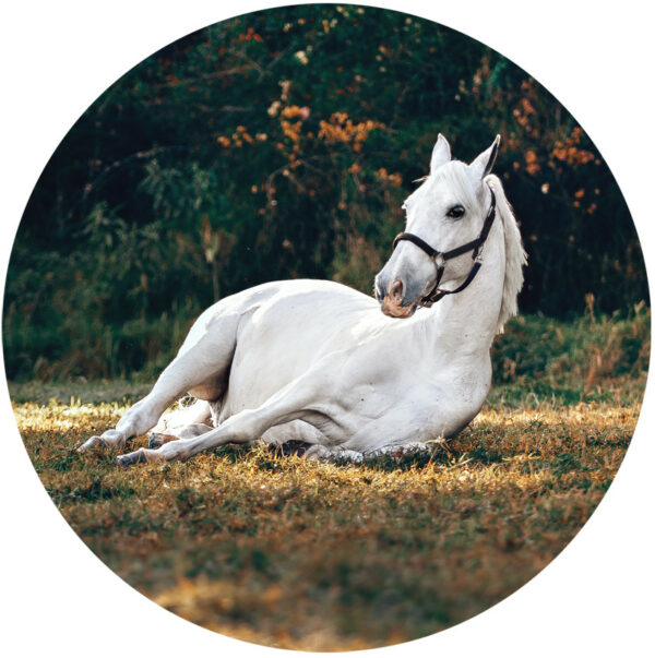 behangcirkel-liggend-wit-paard-1000px.png